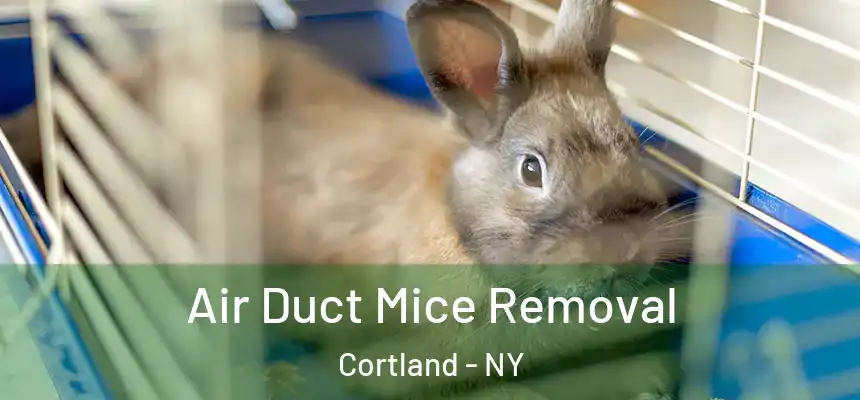 Air Duct Mice Removal Cortland - NY